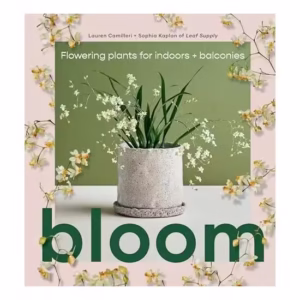 Bloom Flowering Plants for Indoors and Balconies