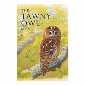 Tawny Owl