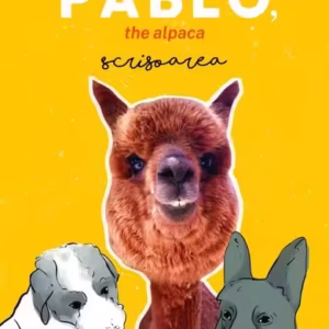 Pablo, the alpaca - Paperback brosat - Marian Godină - Curtea Veche