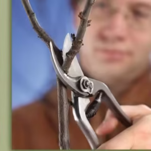 Lucrările de tăiere de la A la Z - Hardcover - Czakó Sarolta, Valló László - Casa