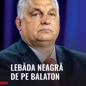 Lebăda neagră de pe Balaton. Ediția a II-a, revizuită și adăugită - Paperback brosat - Romeo Couți - Creator