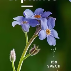 Mic determinator de plante - Paperback brosat - Eva-Maria Dreyer - Casa