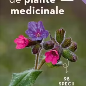 Mic determinator de plante medicinale - Paperback brosat - Eva-Maria Dreyer - Casa